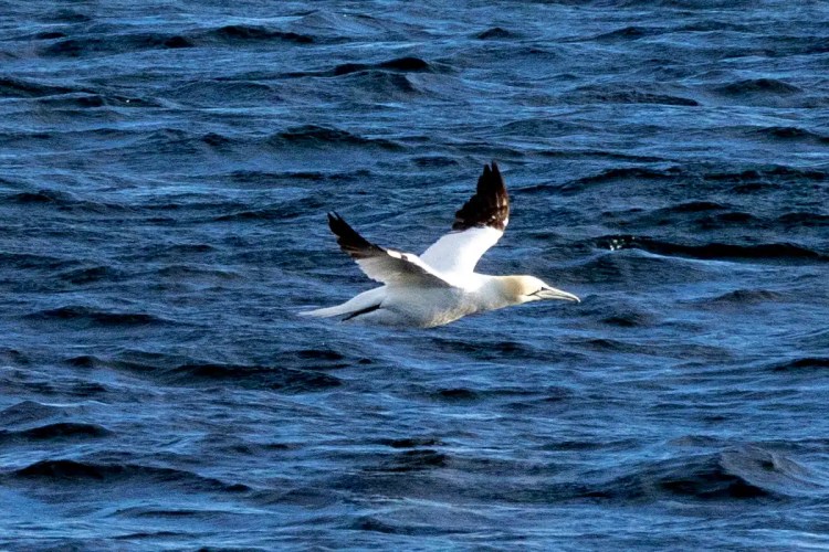 Gannet in flight over the ocean on North Ronaldsay, Orkney.