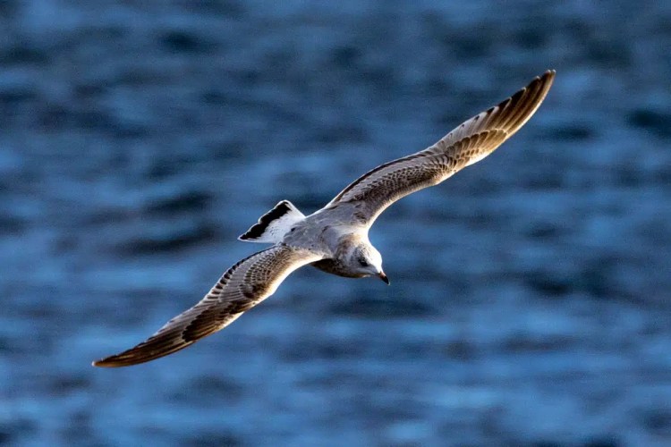 Juvenile gull in flight over the ocean, North Ronaldsay, Orkney