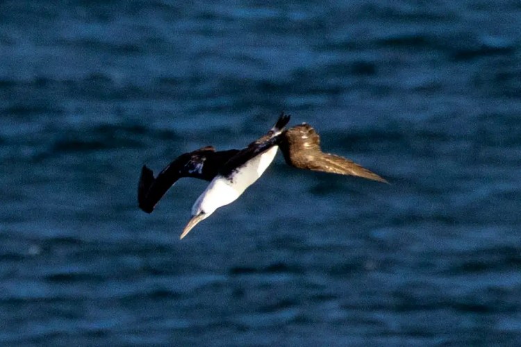 Booby bird in flight over the ocean near North Ronaldsay, Orkney.