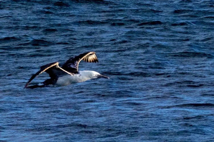 Gannet in flight over the ocean on North Ronaldsay, Orkney