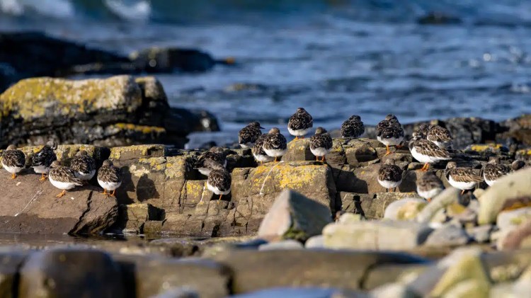 Sanderlings on rocky shore, North Ronaldsay, Orkney. Birding on the coast.