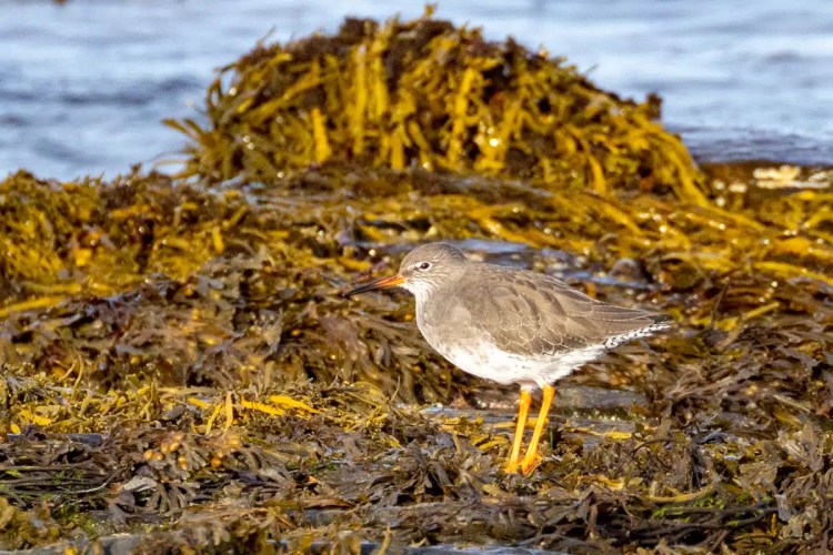 Redshank bird foraging for food on seaweed-covered rocks on North Ronaldsay, Orkney.