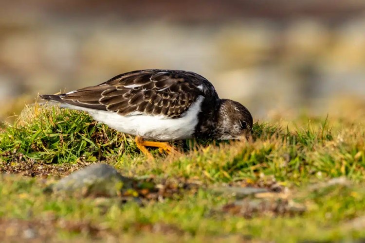 Turnstone foraging on North Ronaldsay. Birding in Orkney.
