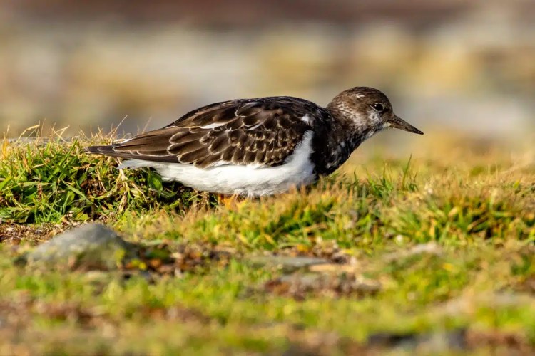 Ruddy Turnstone bird foraging in the grass on North Ronaldsay, Orkney.
