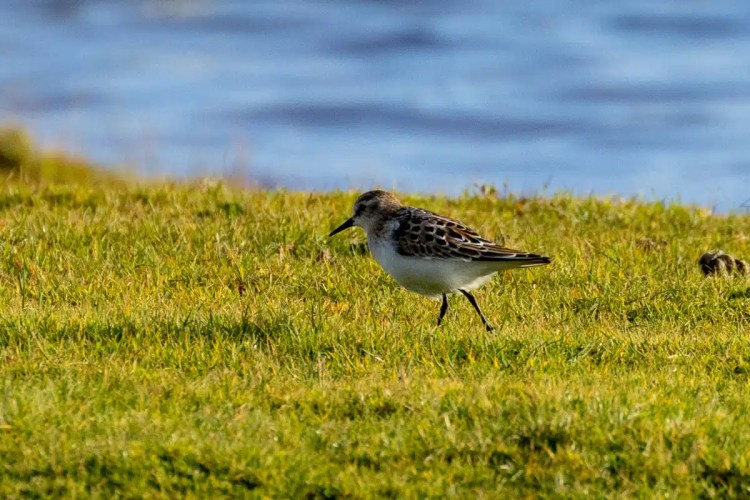 Sandpiper bird foraging on green grass near the coast on North Ronaldsay, Orkney.