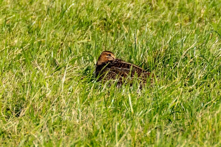 Red-winged blackbird hiding in the tall grass on North Ronaldsay, Orkney.