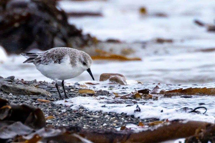 Sanderling foraging on a North Ronaldsay beach, Orkney.