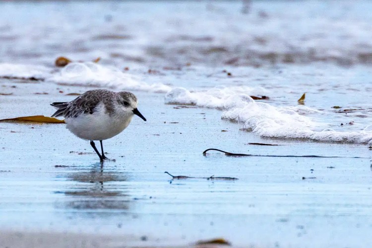 Sanderling feeding on the beach at North Ronaldsay, Orkney