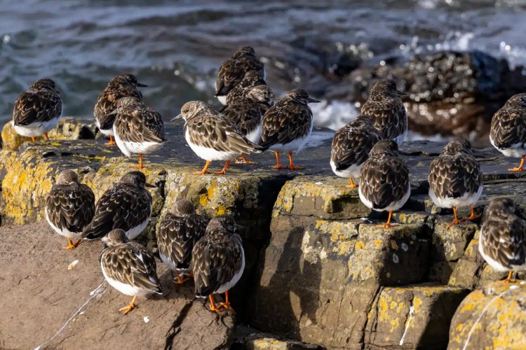 Turnstones perched on coastal rocks on North Ronaldsay, Orkney.