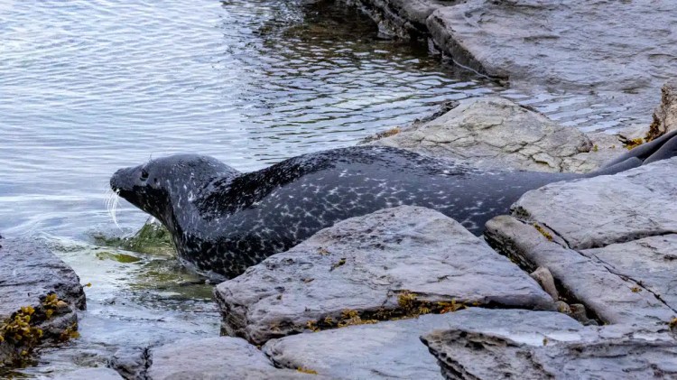 Harbor seal resting on rocks near the water's edge on North Ronaldsay, Orkney.