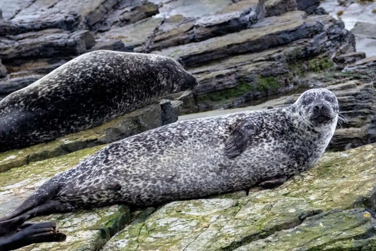 Seals lounging on rocks in North Ronaldsay, Orkney.