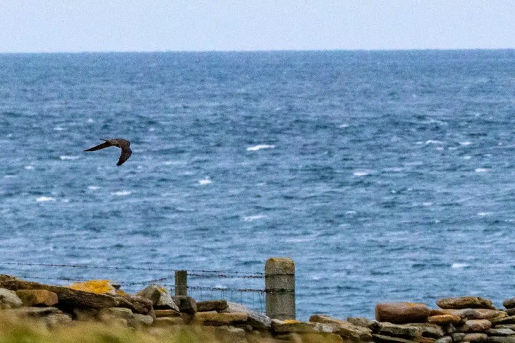 Bird in flight over the ocean on North Ronaldsay, Orkney. Stone wall in foreground.