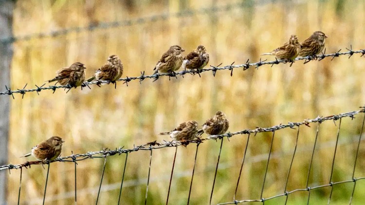 Small brown birds perched on a barbed wire fence on North Ronaldsay, Orkney.