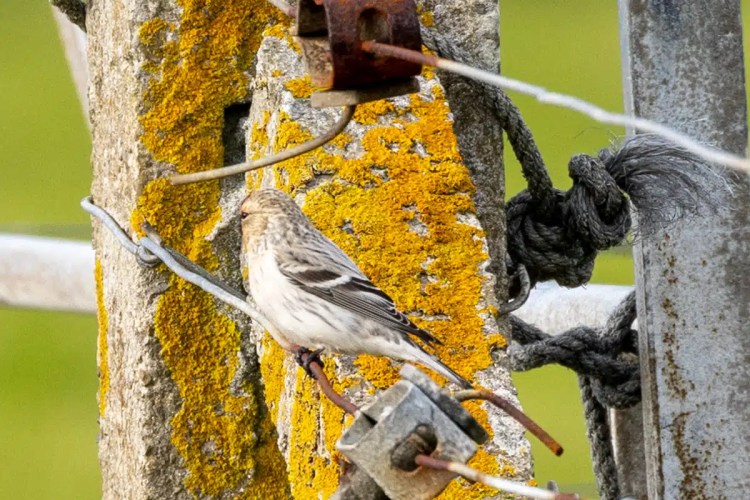 Bird on North Ronaldsay perched on a weathered post with yellow lichen and rusty hardware.