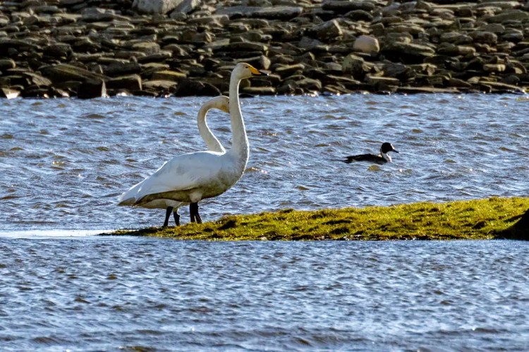 Two Whooper Swans standing on a grassy patch, with a duck swimming nearby on North Ronaldsay, Orkney.