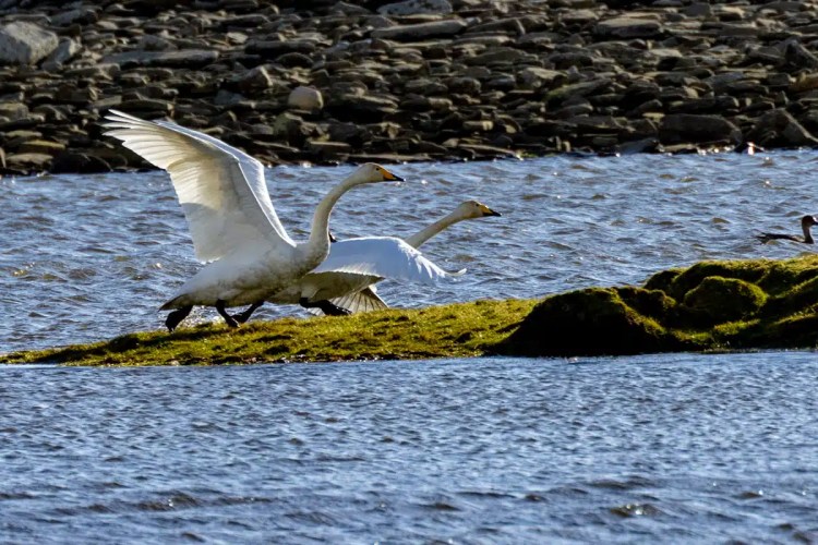 Two Whooper Swans taking flight from a grassy islet, North Ronaldsay, Orkney.