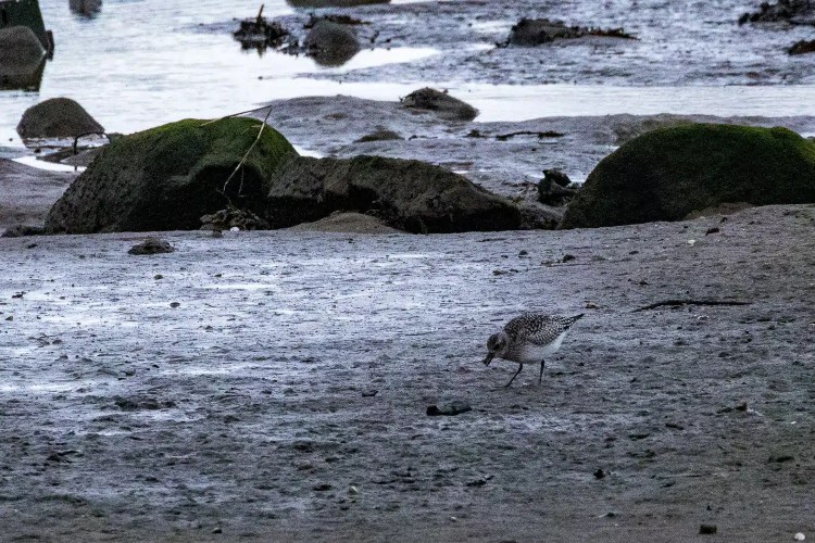 Eagle soaring with wings spread