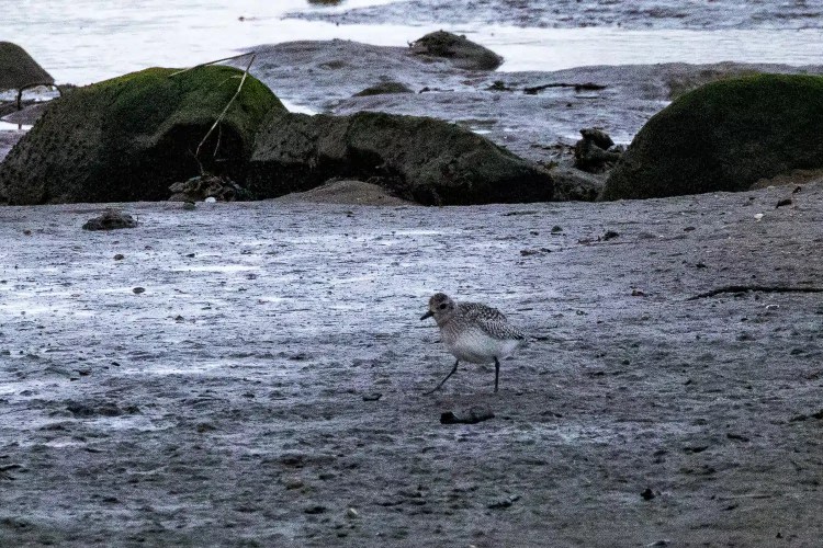 Eagle soaring with wings spread