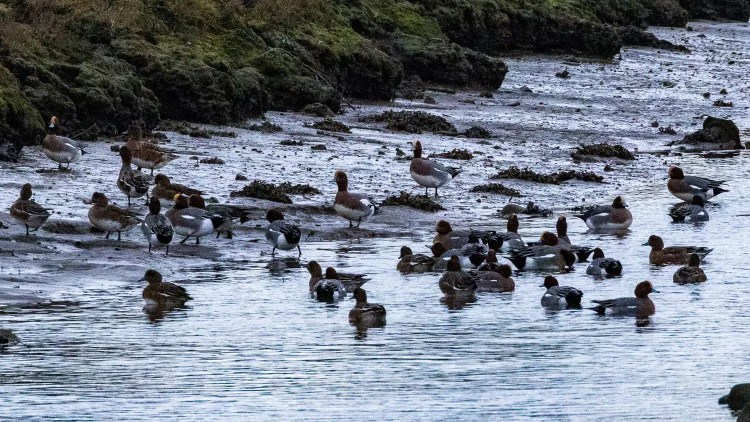 Eagle soaring with wings spread