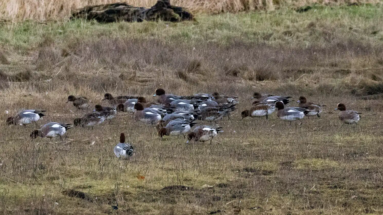 Wigeon ducks grazing in a field at Aberlady Bay.