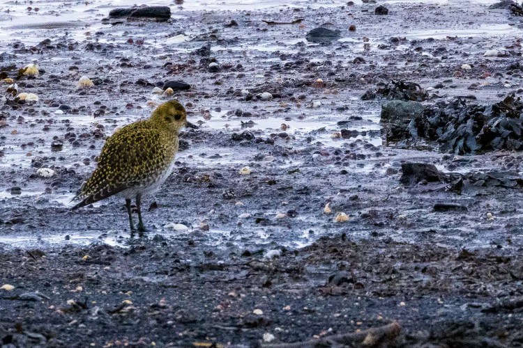 Eagle soaring with wings spread