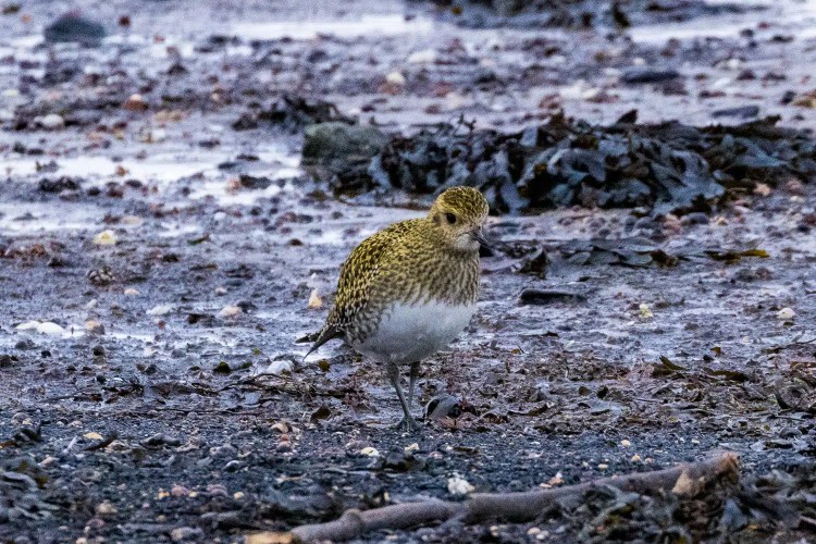 Eagle soaring with wings spread
