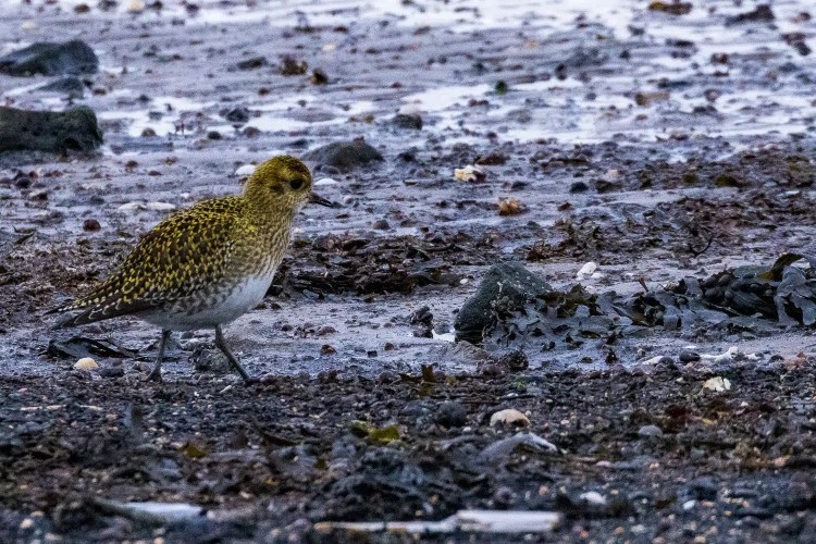 Golden plover foraging in the mudflats of Aberlady Bay. Birdwatching at Esk Mouth.