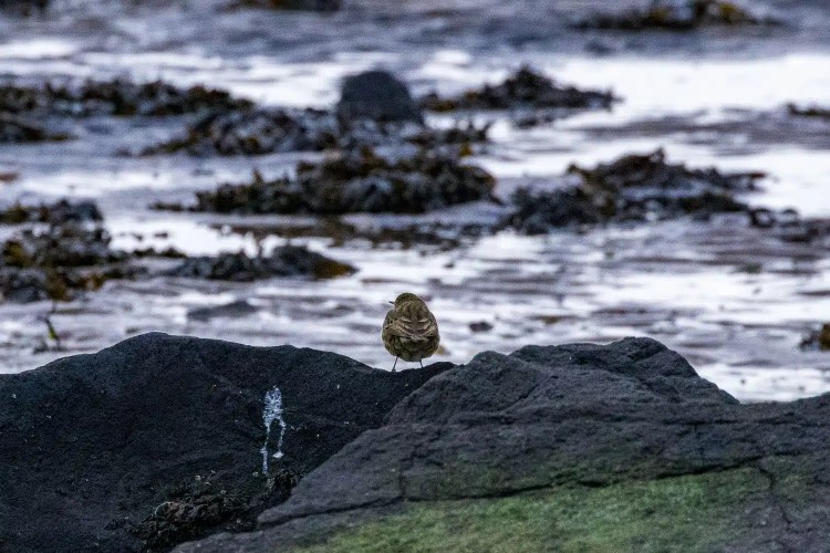 Small bird perched on a rock at Aberlady Bay, with seaweed and water in the background.
