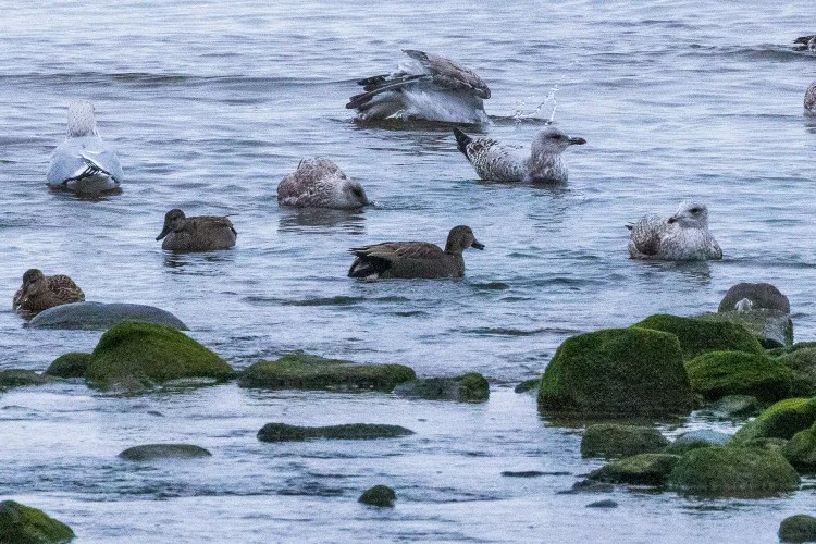 Seagulls and ducks swimming in the water at Aberlady Bay, with mossy rocks in the foreground.