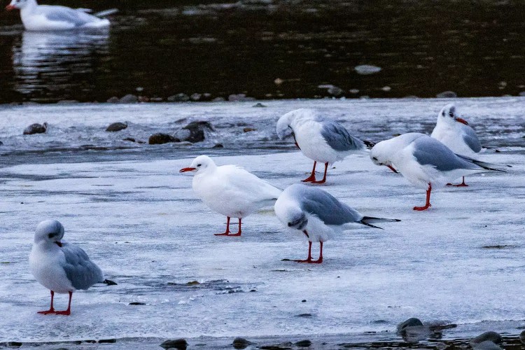 Seagulls on ice at Aberlady Bay, some with heads tucked, others standing alert on red feet.