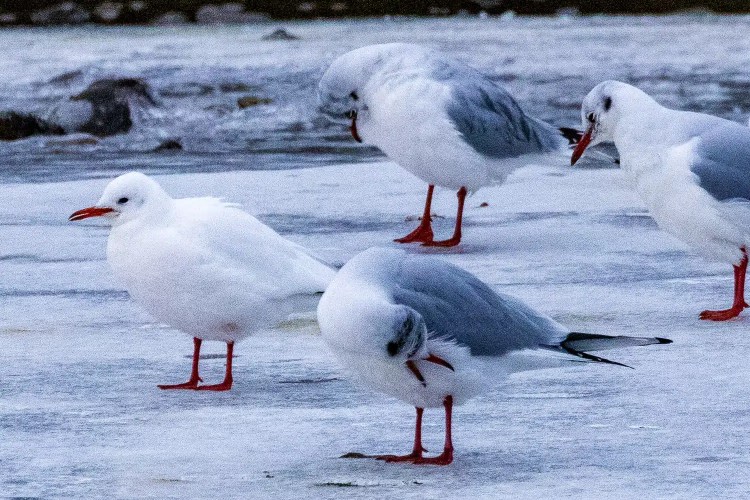 Gulls standing on ice at Aberlady Bay. Red-billed gulls, winter scene.