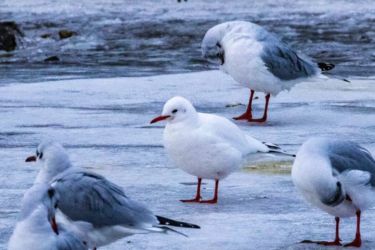 Seagulls on ice at Aberlady Bay. One white seagull stands among grey seagulls.
