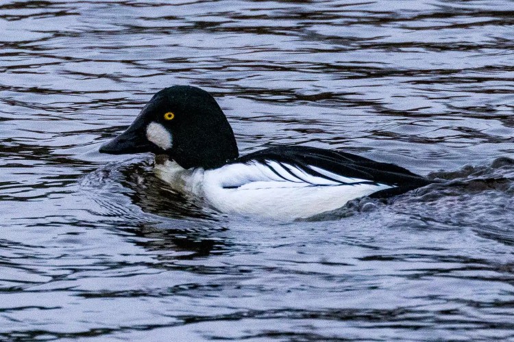 Male Goldeneye duck swimming in Aberlady Bay, Scotland, with distinctive yellow eye and white cheek patch.
