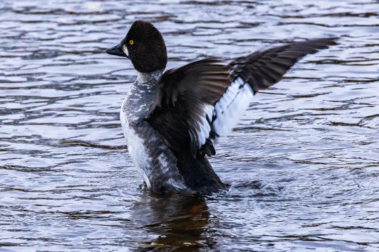 Goldeneye duck in Aberlady Bay, flapping its wings in the water.