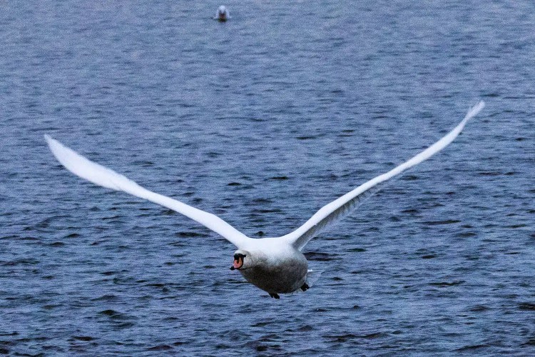 Swan in flight over water at Aberlady Bay, Esk Mouth.
