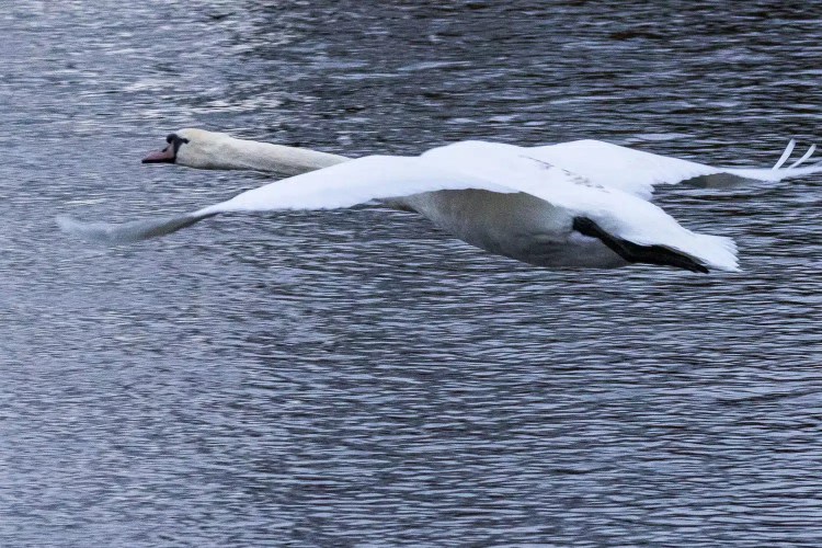 Swan flying over water at Aberlady Bay.