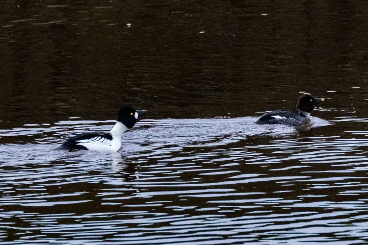 Two goldeneye ducks swimming in Aberlady Bay, one male with a white chest and one female with a brown head.