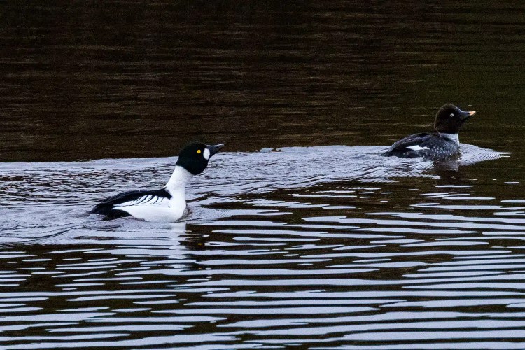 Two goldeneye ducks swimming in the water at Aberlady Bay & Esk Mouth.