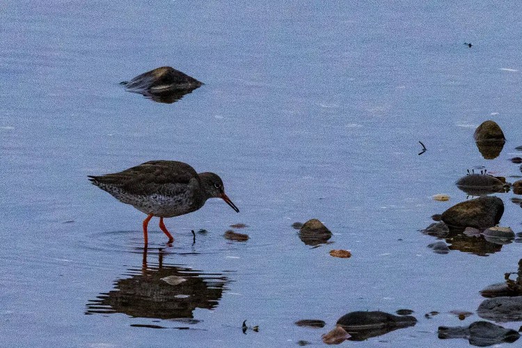 Redshank wading in shallow water at Aberlady Bay, with rocks and reflections.