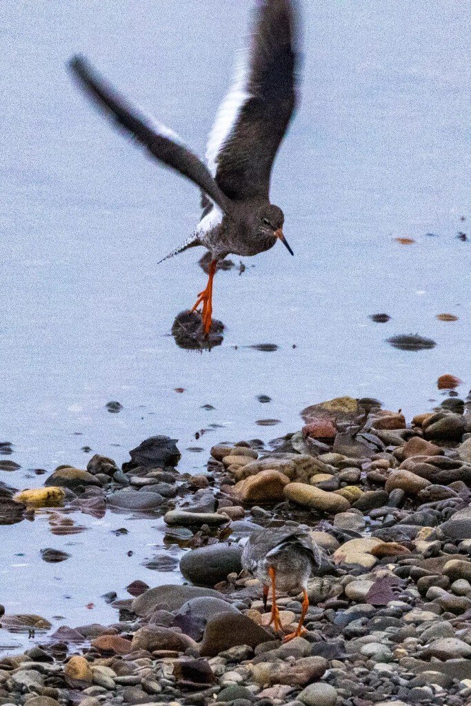 Redshank taking flight at Aberlady Bay, with another redshank foraging on the rocky beach.