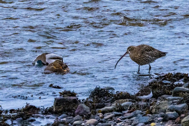 Curlew wading in Aberlady Bay near a duck, with rocky shoreline in the foreground.
