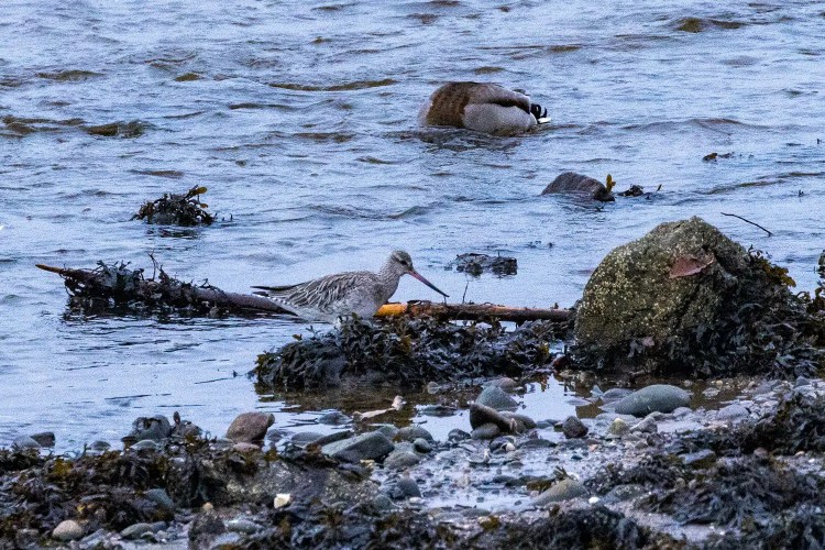 Marbled godwit foraging near the shore at Aberlady Bay, with a duck swimming in the background.