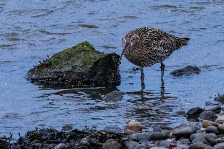 Curlew foraging near rocks at Aberlady Bay, East Lothian.