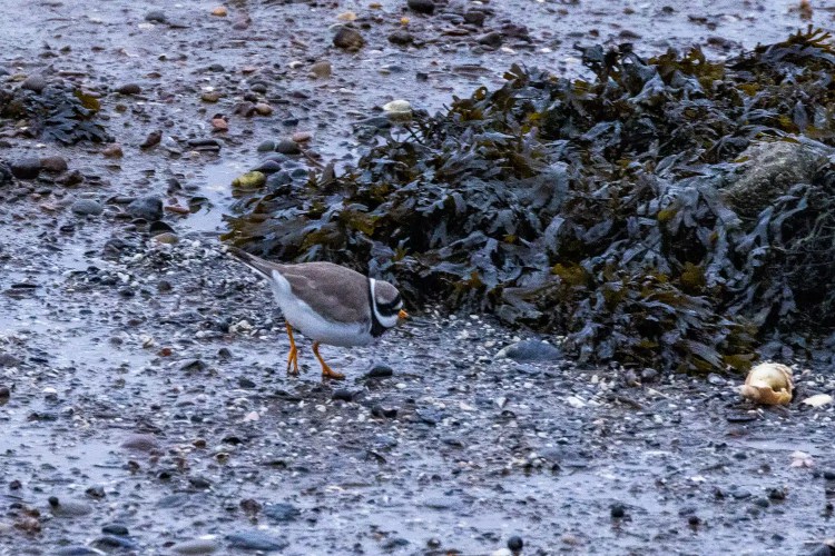 Ringed plover foraging for food on the rocky Aberlady Bay beach near seaweed.