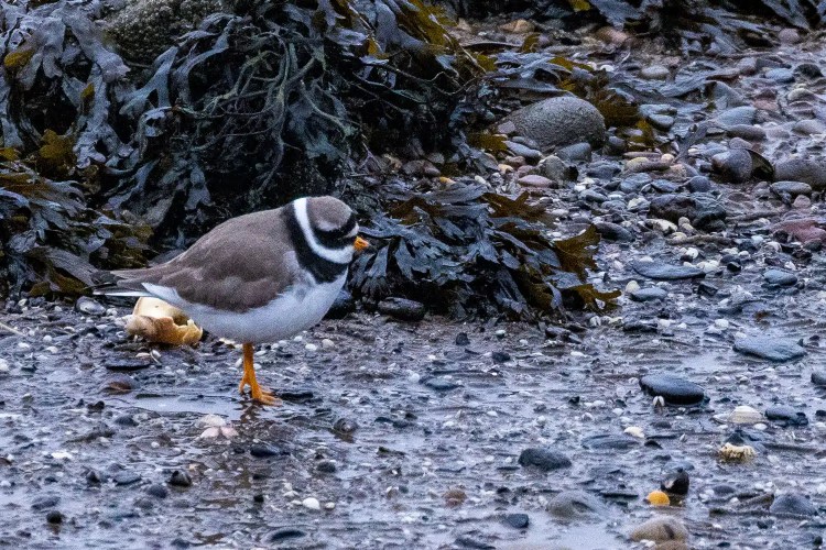 Ringed Plover at Aberlady Bay, foraging on the rocky shore near seaweed.