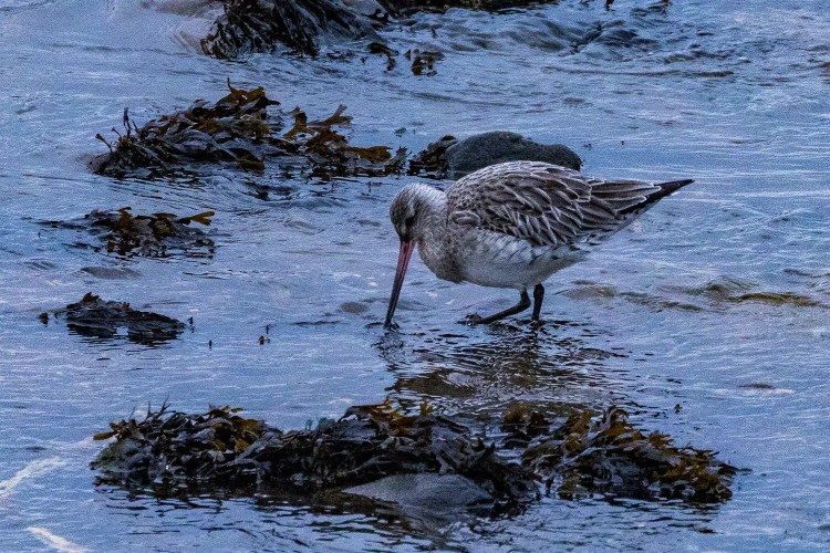 Bar-tailed Godwit feeding in the water at Aberlady Bay, surrounded by seaweed.