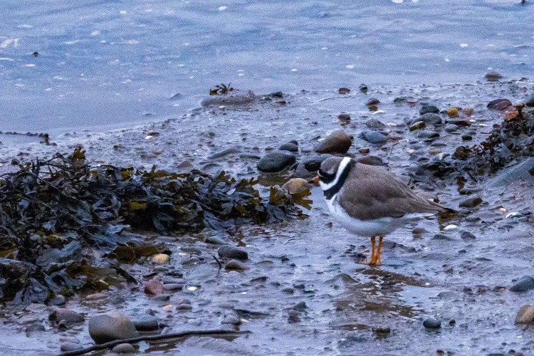 Ringed Plover at Aberlady Bay, foraging on the shoreline amongst seaweed and pebbles.