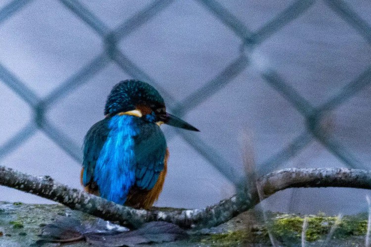 Kingfisher perched on a branch at Aberlady Bay, with blue and orange plumage.