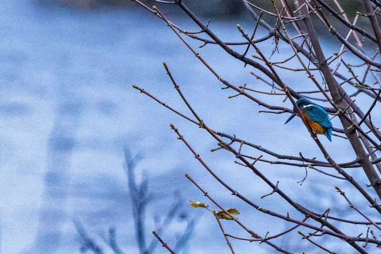 Kingfisher perched on bare branches near Aberlady Bay, Scotland. Blue and orange bird in natural habitat.