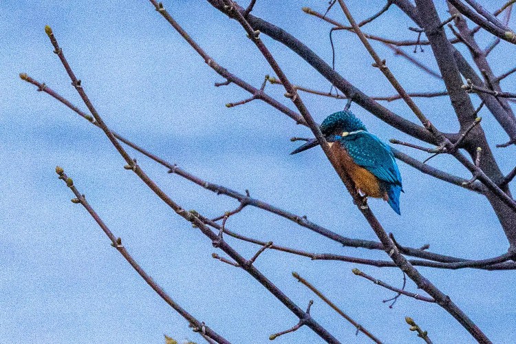 Kingfisher perched on a branch at Aberlady Bay. Beautiful blue and orange bird in nature.